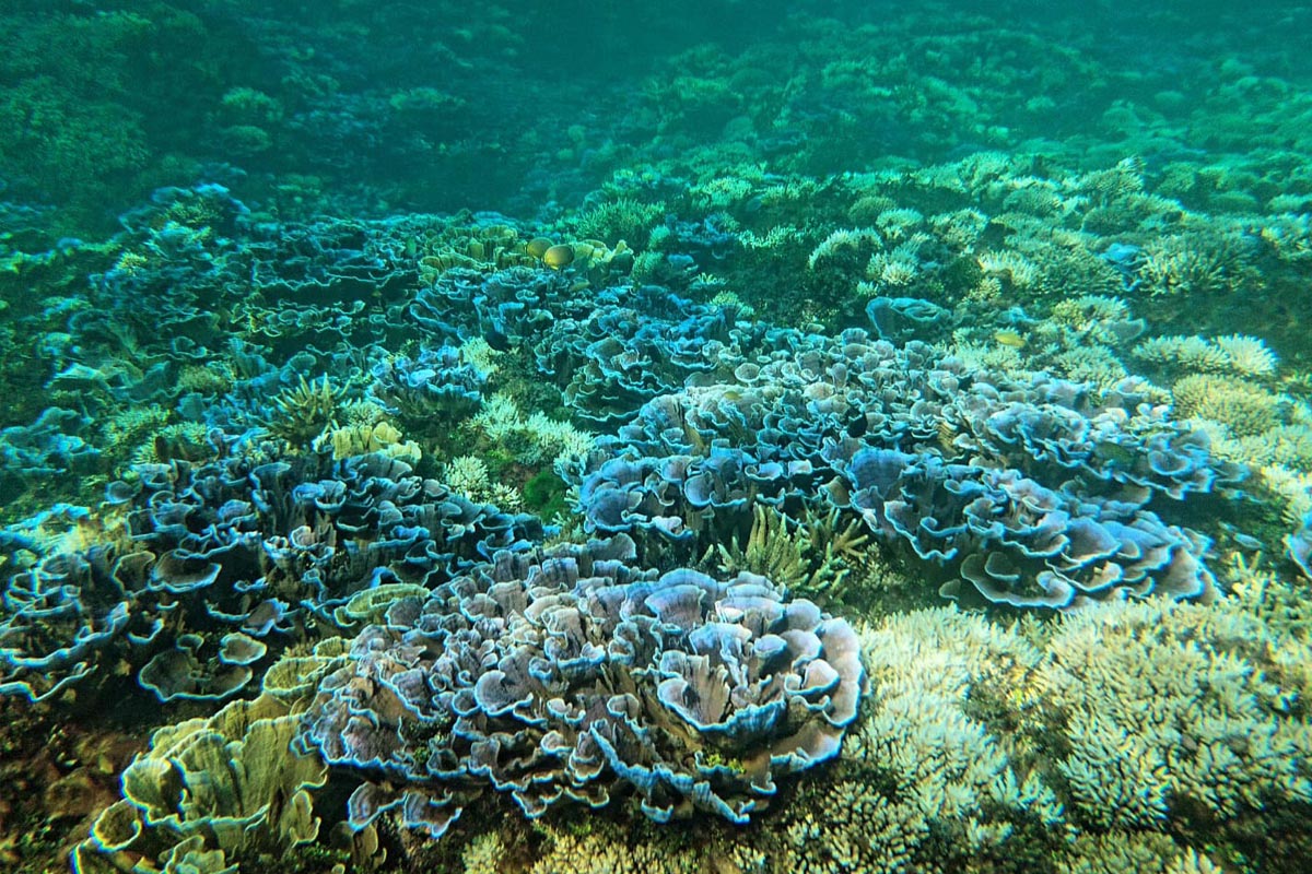 freediving-siargao