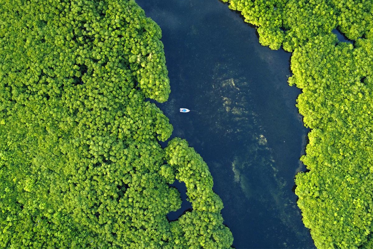 mangrove-tours-siargao