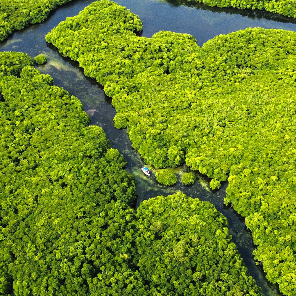mangroves-siargao