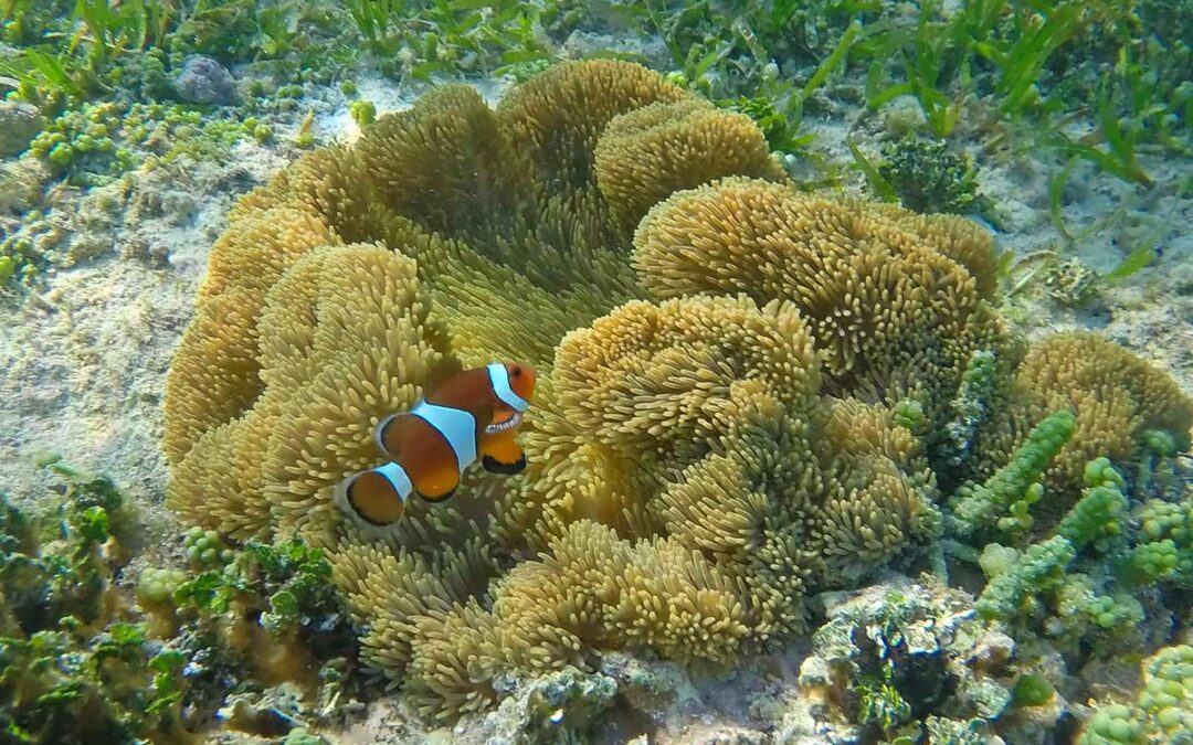 Snorkeling in Siargao