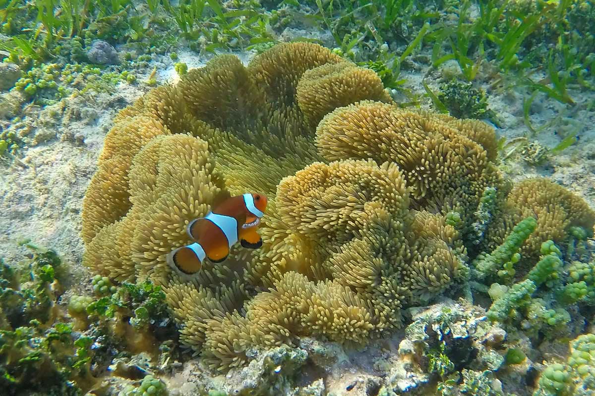 siargao-snorkeling-tours-private