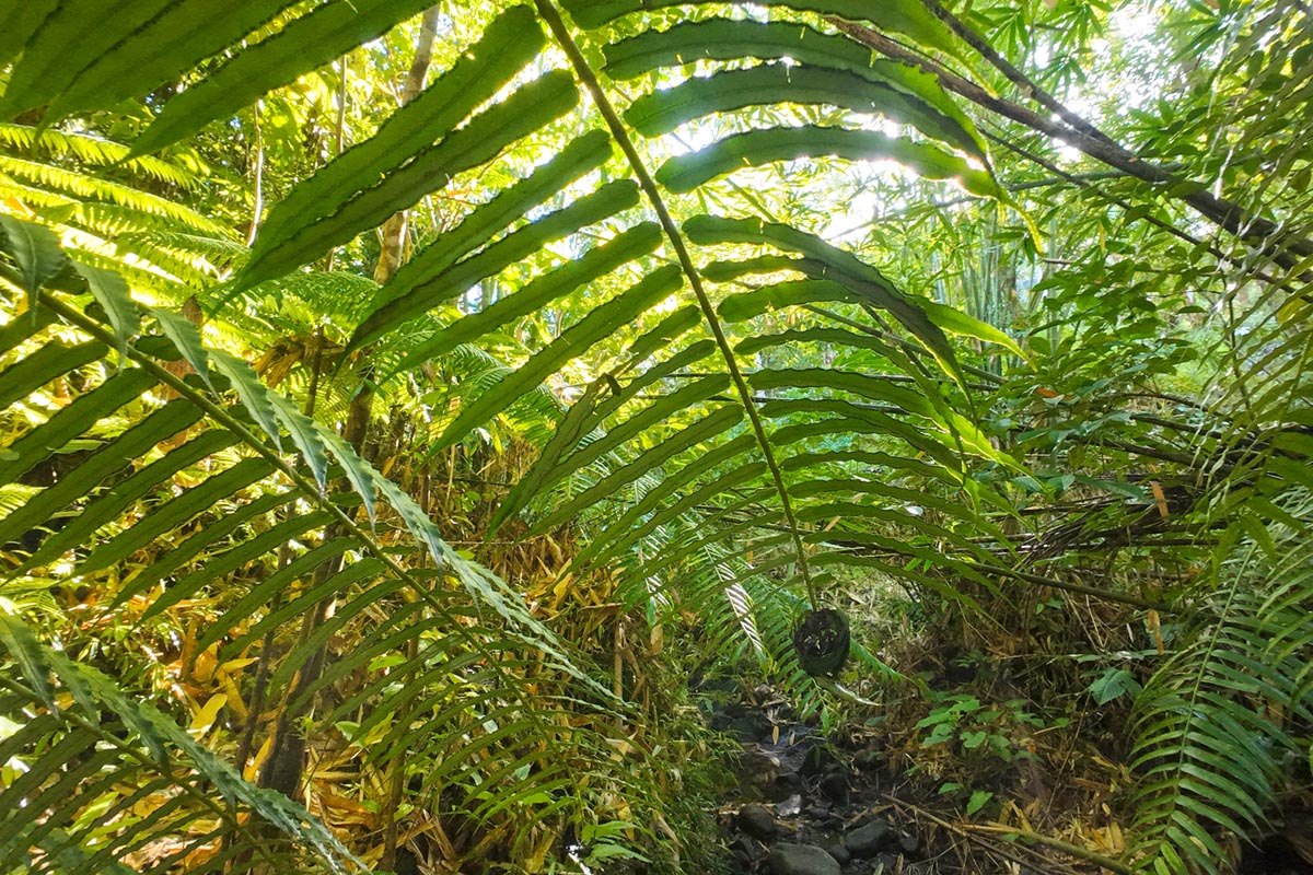 hiking-on-siargao